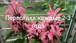 Секреты ухода за Якобинией(Юстиция)