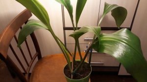 УХОД ЗА ЭУХАРИСОМ ЗИМОЙ. ОТВЕТЫ НА ВОПРОСЫ.