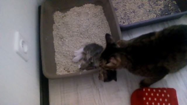 Кошка приучает котят к лотку смотреть онлайн