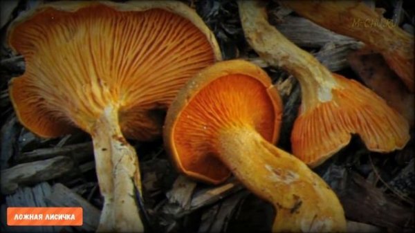 ТОП-10 ядовитых грибов России