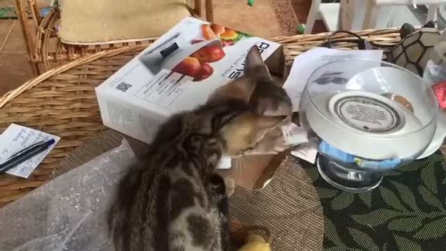 Сококе смотреть онлайн