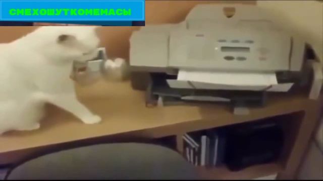 Приколы 2021 года которые вы ещё не видели Русские животные, смешное видео смотреть онлайн