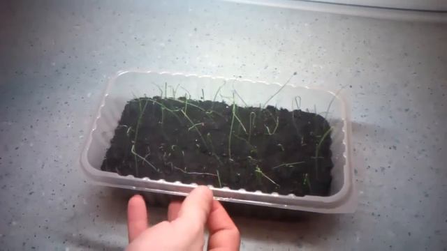 Лук из семян #2 смотреть онлайн