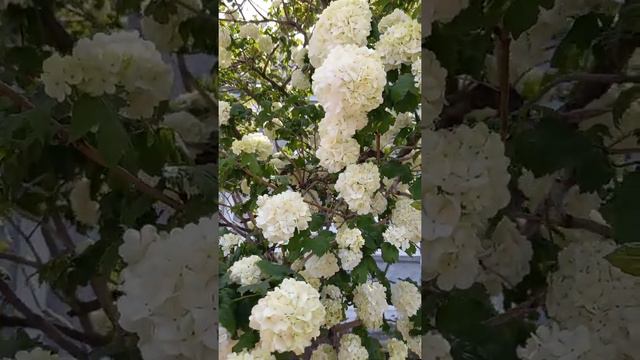 КАЛИНА Бульденеж цветёт КРУТО!!! смотреть онлайн