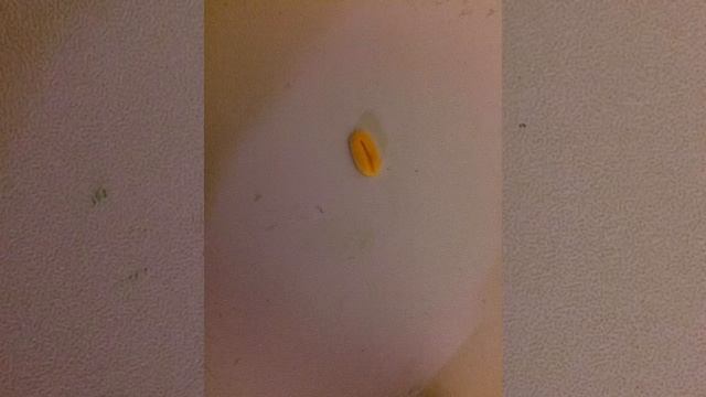 Лепим-скорпио и пингвина. Из пластина Сильпо липака!