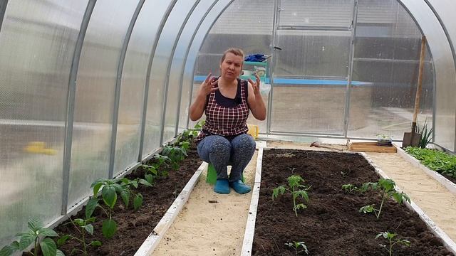 Высадка рассады томатов и перца в теплицу. Секреты ранней посадки рассады смотреть онлайн