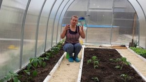 Высадка рассады томатов и перца в теплицу. Секреты ранней посадки рассады
