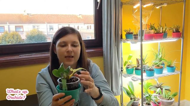 #CareCollab Dendrobium speciosum 'Maizuru' - Part 21 | My orchid collection history смотреть онлайн