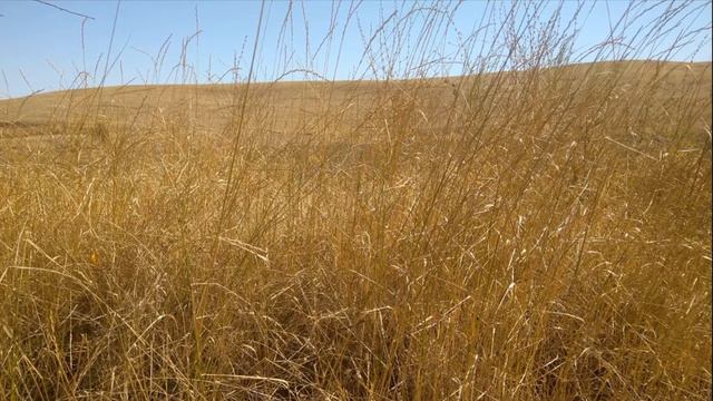 Июль. Рассказ, от которого веет запахом скошенной травы и цветов. смотреть онлайн