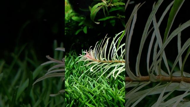 Людвигия Куба белая в аквариуме/ Ludwigia Inclinata Cuba White Edge смотреть онлайн