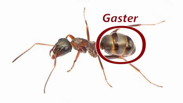 QUEEN ANTS: How to identify a Queen Ant! смотреть онлайн