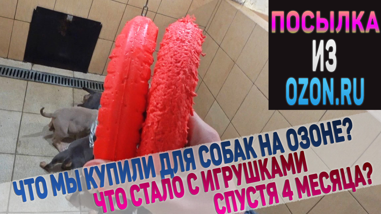 Что мы купили собакам в магазине Ozon? Шампунь, Ошейники, игрушки Kong, Doglike, Petstages. Лайна смотреть онлайн