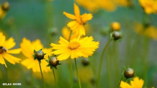 Успокаивающая музыка, успокаивающая нервную систему, снижающая стресс - целебная музыка для сердца смотреть онлайн