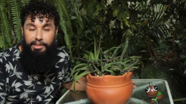 SALVAMENTO da GASTERIA CARINATA VERRUCOSA + Dicas de cuidados e Replante Emergencial dessa lindeza! смотреть онлайн