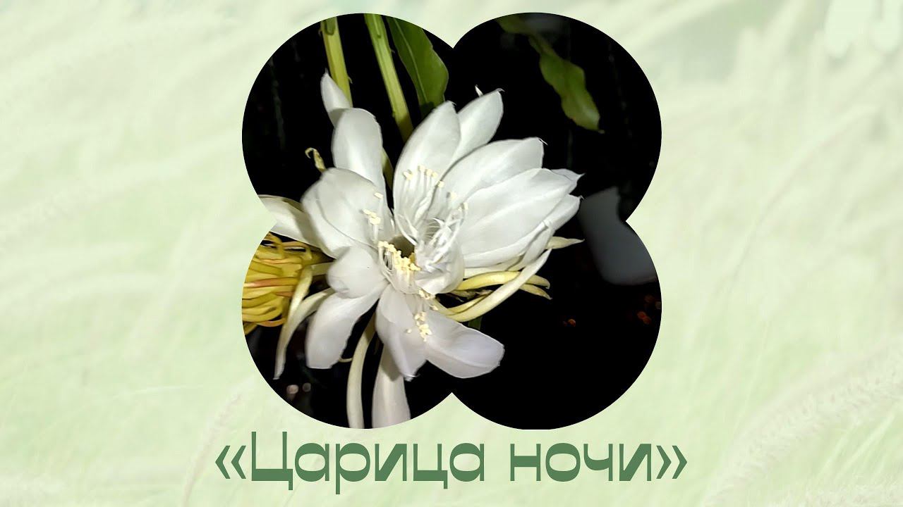 Про цветы. Эпифиллум и другие. Царица ночи. смотреть онлайн