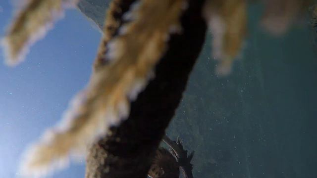 Страшный, жуткий , ядовитый червяк - каракатица смотреть онлайн