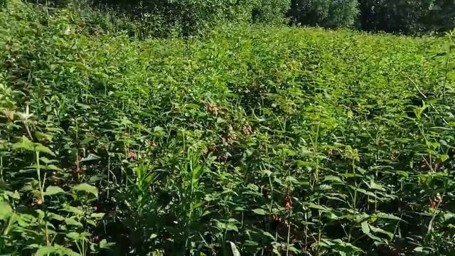 Малина. Собрать и переработать. смотреть онлайн