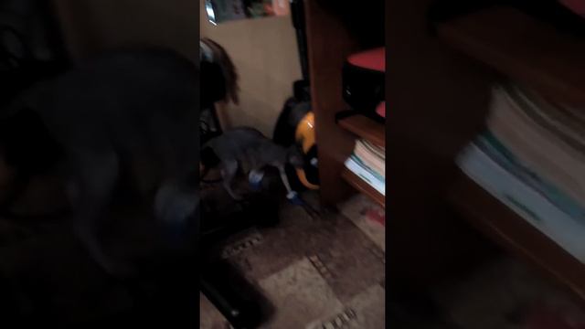Сфинкс в тапках 1 смотреть онлайн