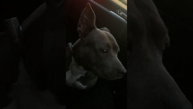 РЕБЕНКУ НЕ ОТРЕЗАЛИ УШИ #stafford #империя #империялайф #стаффордширскийтерьер #щенкистаффа #аст