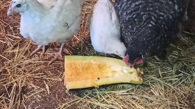 Цыплята подросли. Первые яйца. ???Обзор молодняка несушек? смотреть онлайн