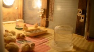 Совместная инкубация куриных и перепелиных яиц. Часть 3.  Итог