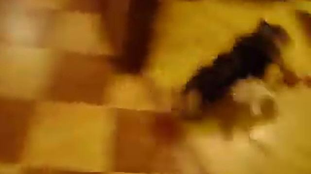 Yorkshire Terrier Playing With Soft Toy. Йорк играет с мягкой игрушкой