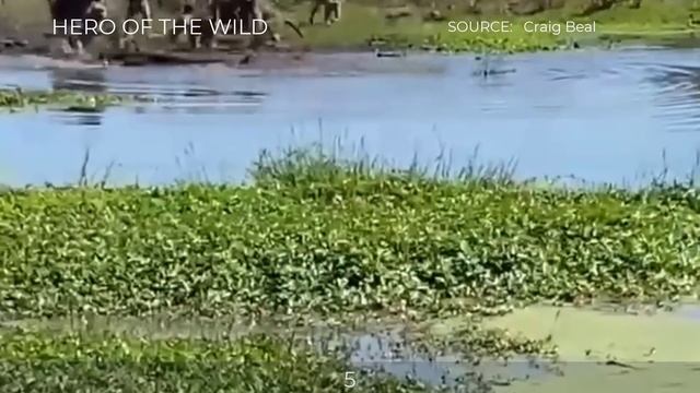 8 Crazy Fight, Hunt Moments Of Baboon, Pavian, Gelada смотреть онлайн