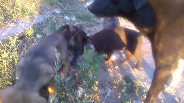 Голодные бандиты смотреть онлайн