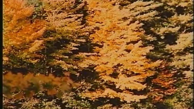 Fall Leaves 1996 смотреть онлайн