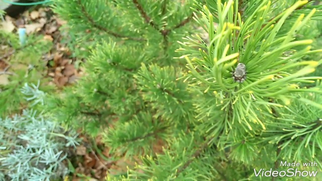 Video_20181106074043753_by_videoshow