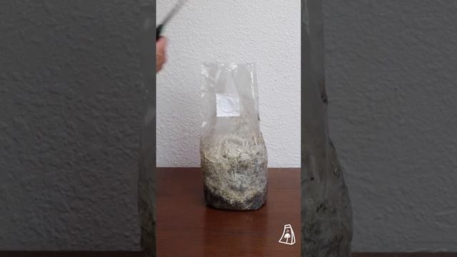 How To Grow Mushrooms With The Magic Bag смотреть онлайн