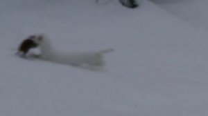 Ласка зимой.