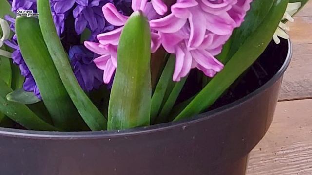 Эти цветы обязательно высаживаем на клумбу осенью! смотреть онлайн