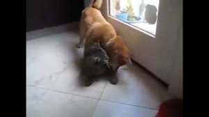 Animals Mating ★ DOG Mating Videos - Funny Animals Mating Copilation HD Part 03