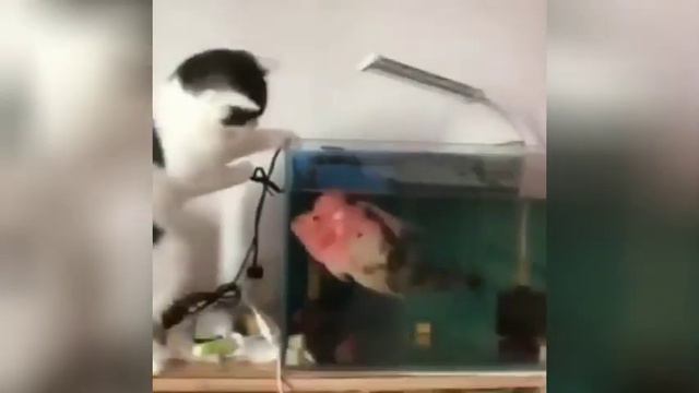 Поединок кота с рыбой попал на видео смотреть онлайн