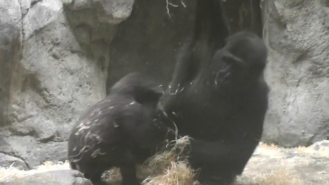 Барселона зоопарк гориллы смотреть онлайн