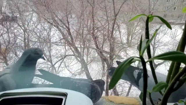 Городские голуби смотреть онлайн