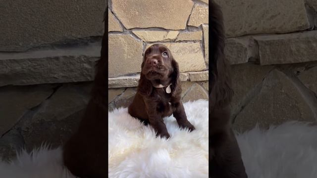 LIFE HAPPY английский кокер спаниель