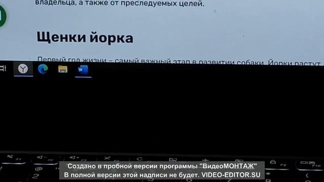 Собака подписчиков.| Всё о породе йорк.| Алёнка сластёнка pets. смотреть онлайн
