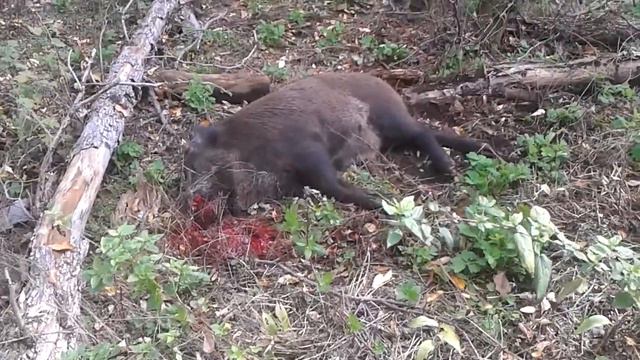 Охота на кабана смотреть онлайн