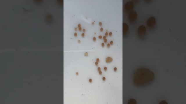 Аквароды у леопардовой цихлиды. #аквароды #animals #леопардоваяцихлида #аквариумистика смотреть онлайн