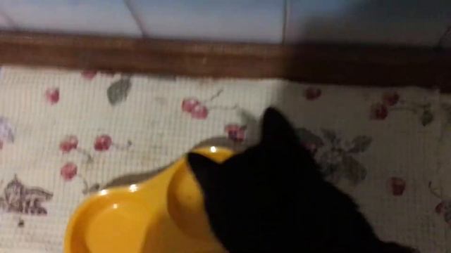 Как дать таблетку кошке смотреть онлайн