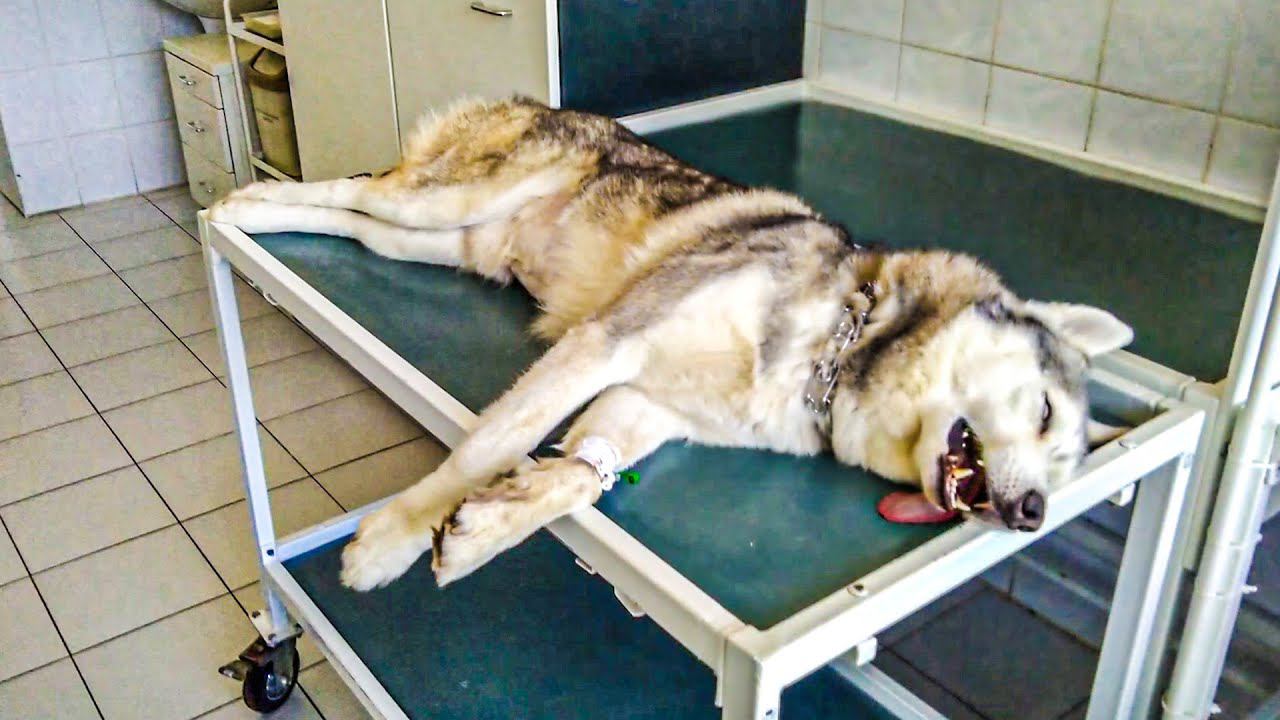 У БАНДИТА ОПАСНАЯ БОЛЕЗНЬ... СДЕЛАЛИ ОПЕРАЦИЮ, НО.. (Хаски Бандит) смотреть онлайн