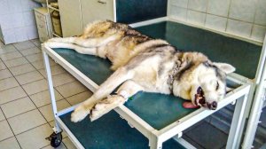 У БАНДИТА ОПАСНАЯ БОЛЕЗНЬ... СДЕЛАЛИ ОПЕРАЦИЮ, НО.. (Хаски Бандит)