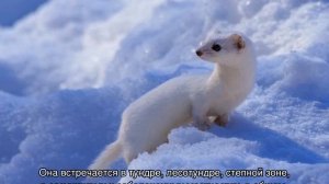 Ласка животное — описание, питание и ареал обитания