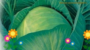 Капуста белокочанная F1 Колобок. Краткий обзор, описание характеристик F1 Kolobok