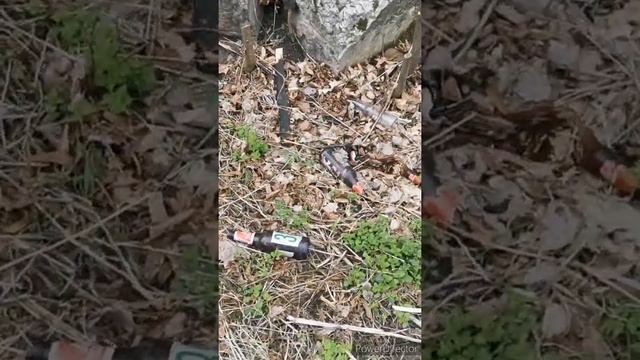 Про белок. ЦПКиО г.Рязани весной. Прогулка по парку 19 апреля 2022 смотреть онлайн