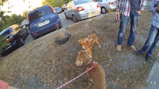 Собачий ВЛОГ : Осенняя пробежка. Встретили спаниеля.