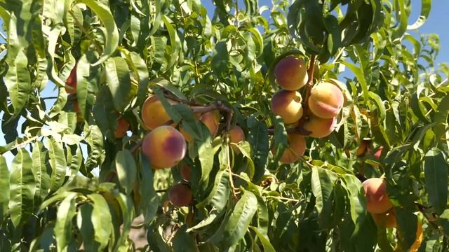 АГРОМАРКЕТ Весняний посадковий сезон 2021 смотреть онлайн