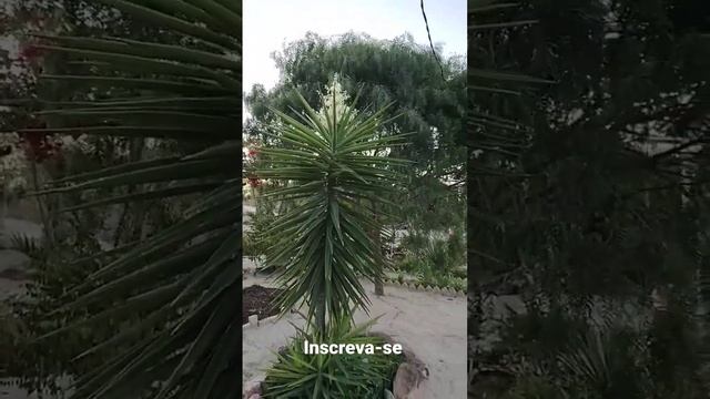 FLOR DA YUCCA ELEPHANTIPES смотреть онлайн